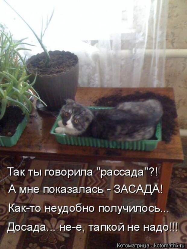 Лучшая котоматрица за неделю (32 фото)