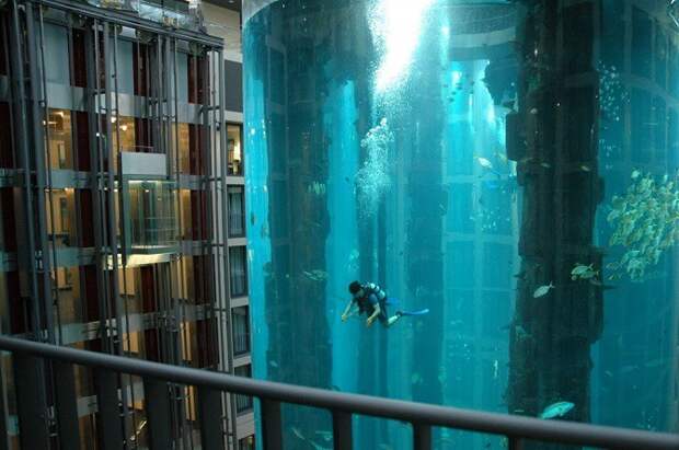 Этот гигантский аквариум — часть шахты лифта. В нем живет более 1500 рыб. животные, интересное, удивительное, факты