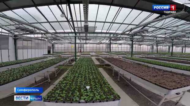В Симферопольских теплицах подготовили более 20 тысяч виол, маргариток и незабудок, а также рассаду летних видов растений.
