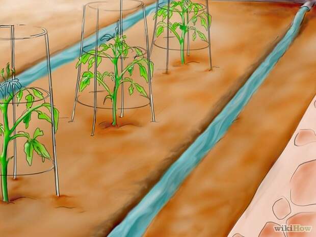 Plant Tomatoes from Seed Step 30.jpg