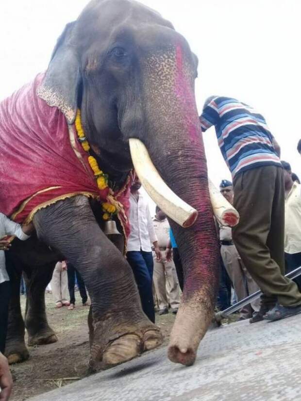 В Индии освободили слона, который 50 лет сидел на цепи и терпел побои