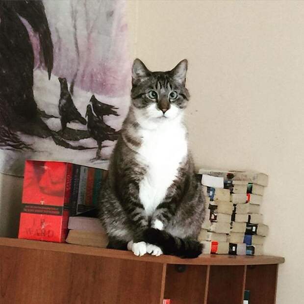 10 животных, которые популярнее, чем звёзды шоу-бизнеса 10 животных, которые популярнее, чем звёзды шоу-бизнеса животные, звёзды, интернет, коты, юмор