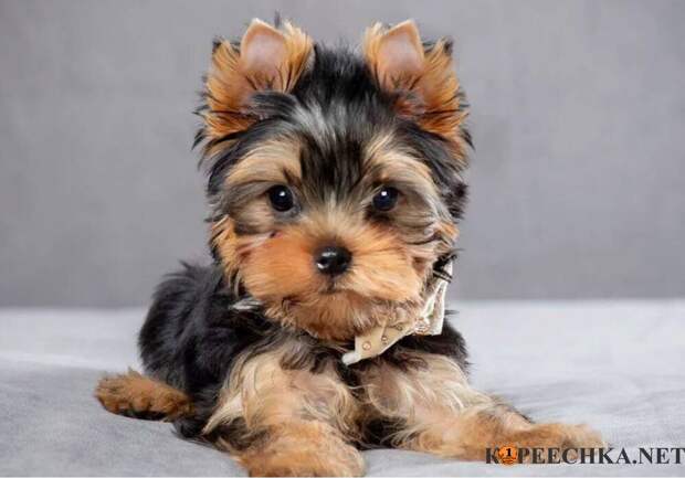 Щенки Йорк Терьера в Авдеевке - 17 500 руб