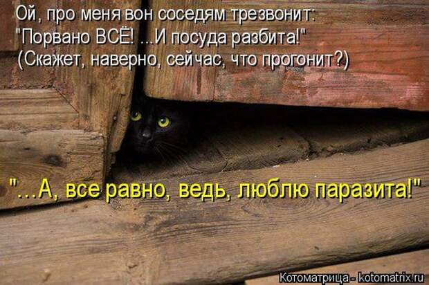 Лучшие котоматрицы недели (50 фото)