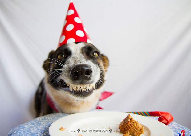 Pets-That-Have-Better-Birthday-Parties-Than-You-5706ba3496d6a__700
