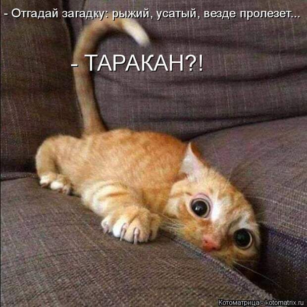 Котоматрица: - Отгадай загадку: рыжий, усатый, везде пролезет... - ТАРАКАН?!