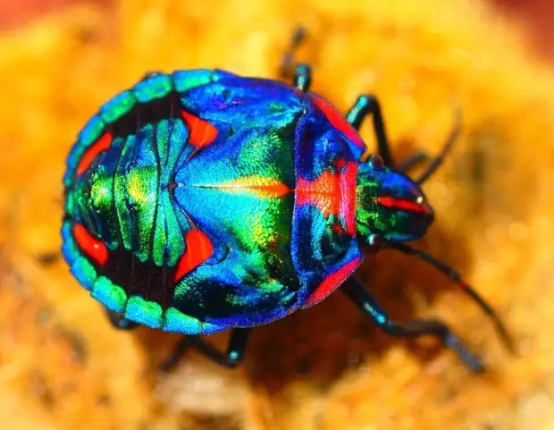 Самые красивые и интересные жуки планеты