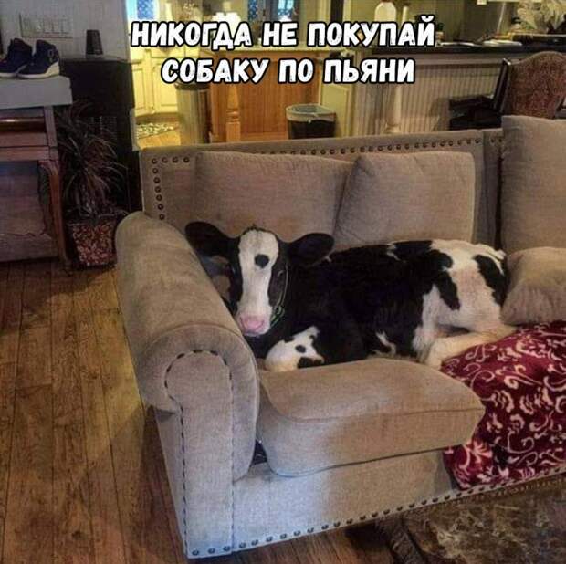 Мемы и картинки