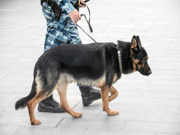 Более 40 щенков служебных собак из Тюмени в подразделения Росгвардии