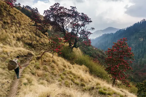 Сок и цвет природы Непала