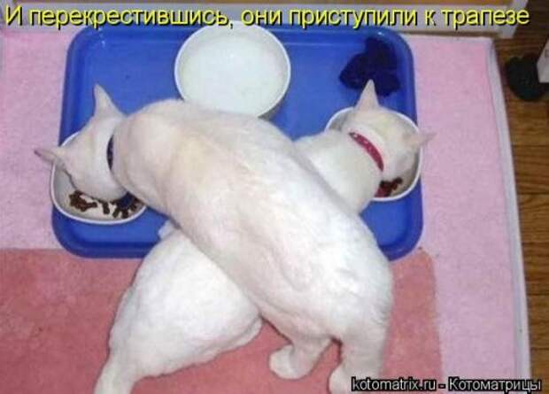 Лучшая котоматрица за неделю (32 фото)