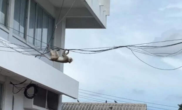 обезьяны Таиланд