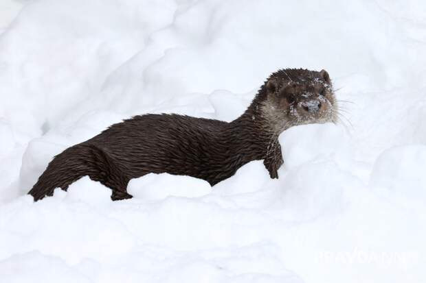Нижегородский зоопарк «Лимпопо» показал жизнь зверей в морозы