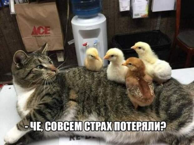 Пятничный пост прикольных картинок (42 шт)