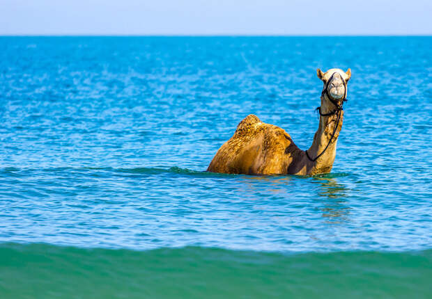 Кто сказал, что верблюды передвигаются лишь по пескам