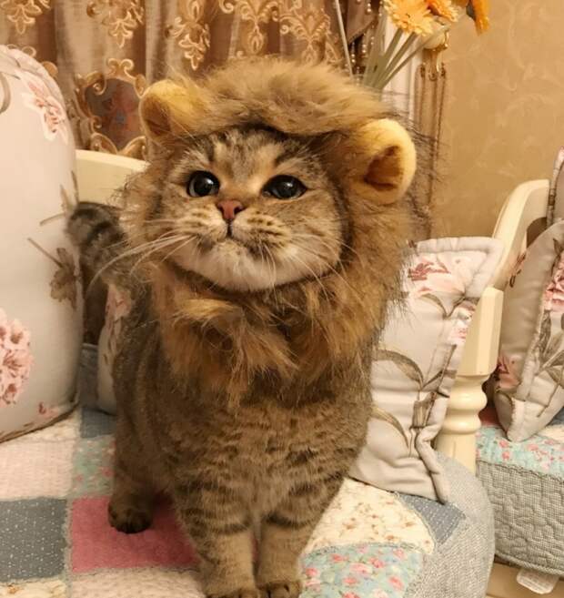 Прикольные картинки