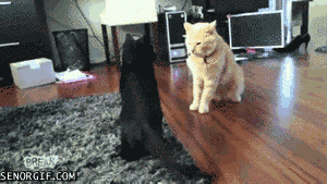 20 кошек, которым действительно нужны выходные коши которым нужны выходные, кошки устали, кошки ждут выходных