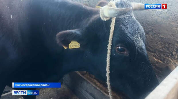 В Крыму провели первую в этом году вакцинацию домашних животных