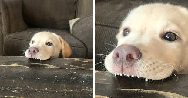 Собаки-зубаки: эти смешные зубастики поднимут вам настроение!