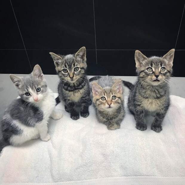 Котята на полотенце Взрослые котята
