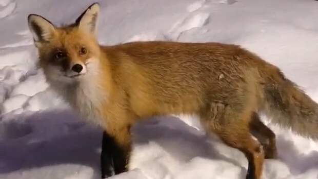 В Рязанской области под Старый Новый год охотник спас хромого лисёнка