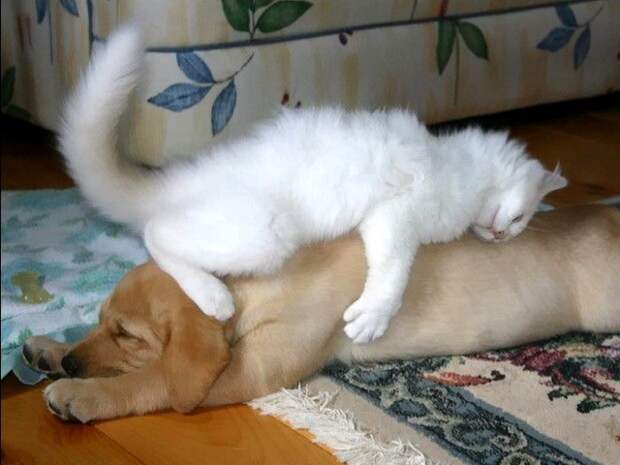 Кот и пёс  кот, кошка, пёс, собака