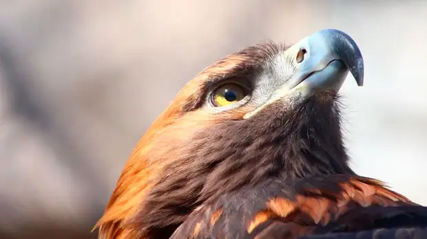 Житель Нижнего Новгорода украл из зоопарка беркута на замену пропавшему попугаю