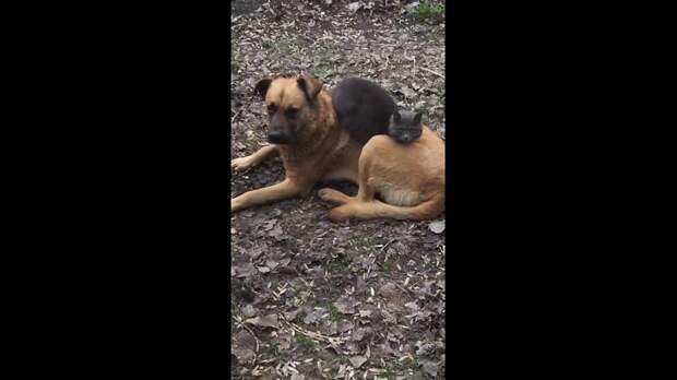 Макеевская пара друзей https://t.me/webmoney_dn/318433Video: Видео от Донецкая группа новостей|Донецк.ДНР