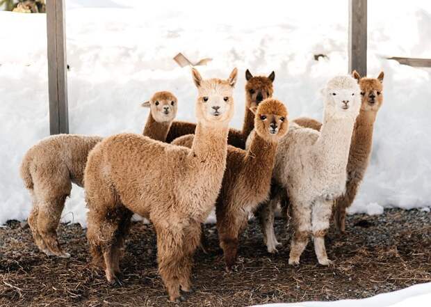 Серебристые альпаки: на курорте "Роза Хутор" родились три уникальных детеныша