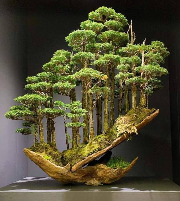 Невероятный лес бонсай от Масахико Кимура