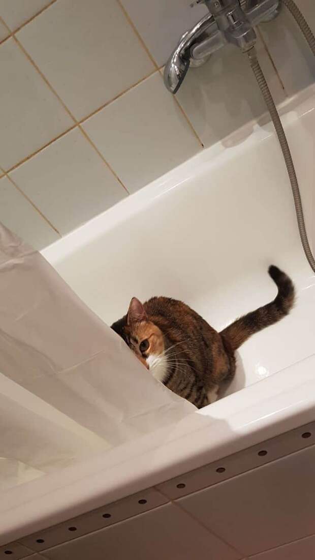 кот сидит в ванной