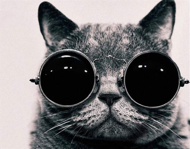 20. Бинокулярное зрение у кошек животные, коты, факты