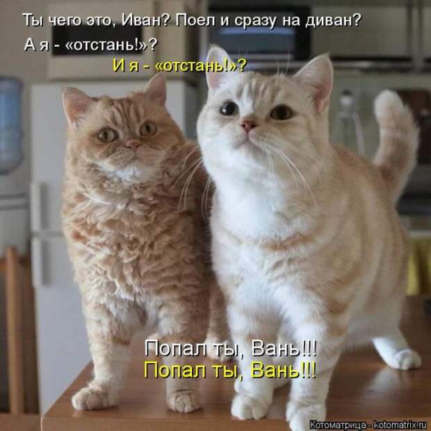 Лучшие котоматрицы недели (50 фото)