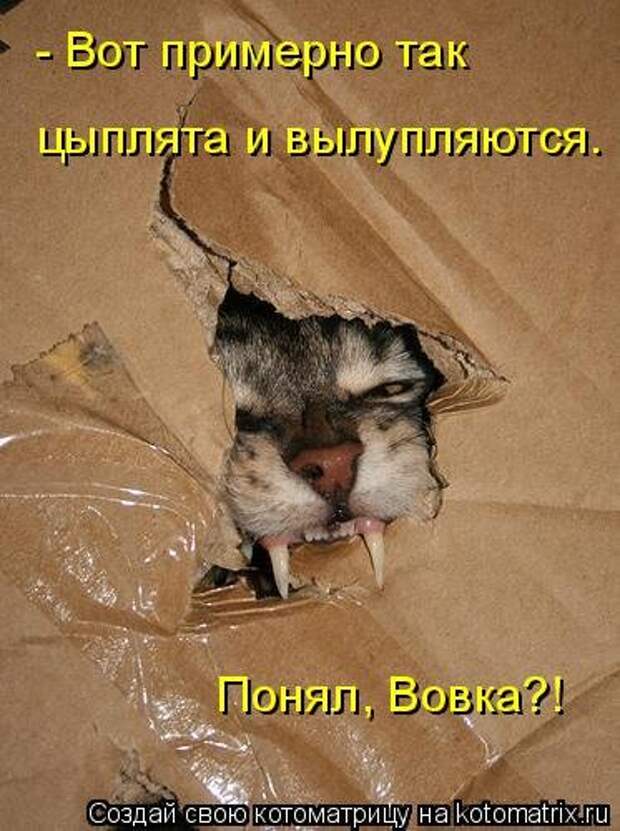 Новая котоматрица (36 фото)