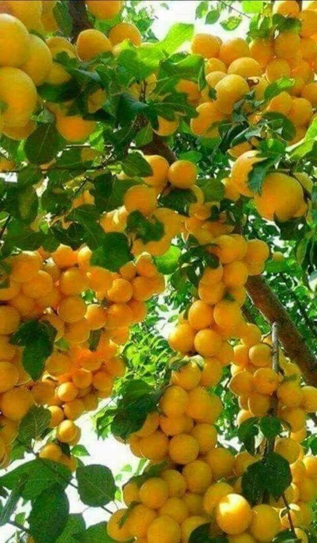 Невероятное плодовое изобилие на фото