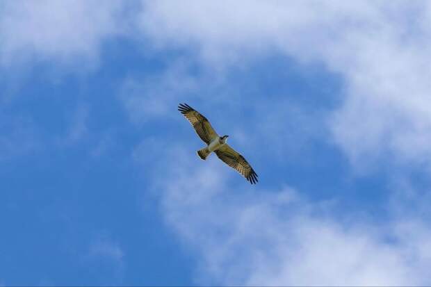 В России заработала цифровая система «Экомониторинг»