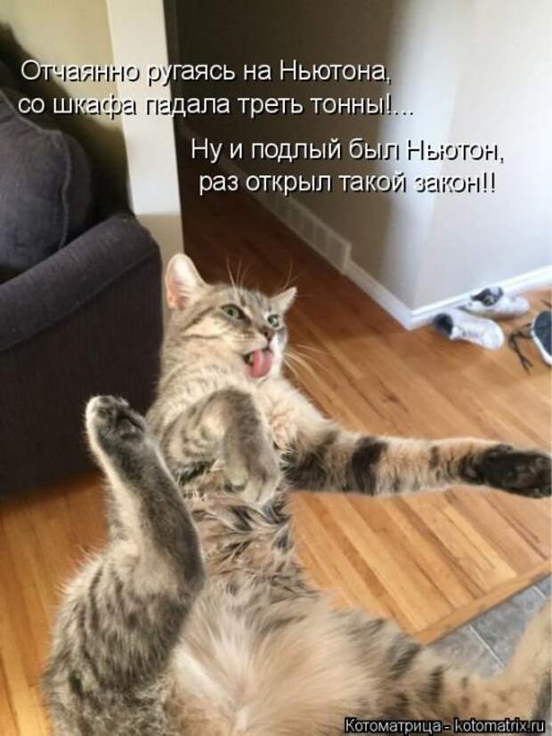 Новые котоматрицы для настроения (32 шт)