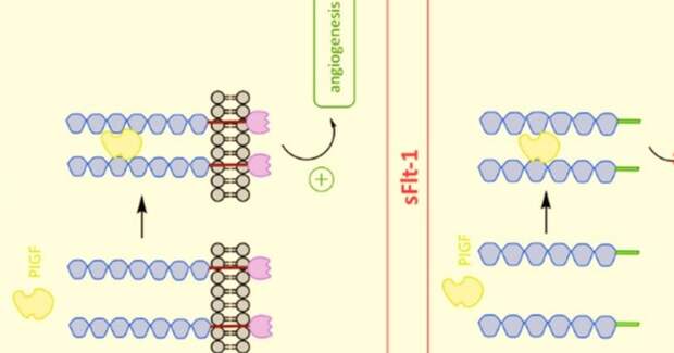 Тропонин и растворимая тирозинкиназа на 29-й неделе связали с риском сердечно‑сосудистых заболеваний у матерей