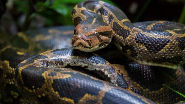 Burmese python in Florida