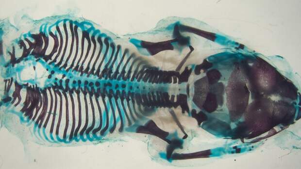 Рентгеновский снимок мыши-мутаната с 26 парами ребер
