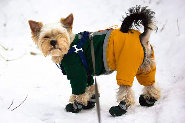 "Коммерсантъ": спрос на одежду для питомцев в России вырос на 14%