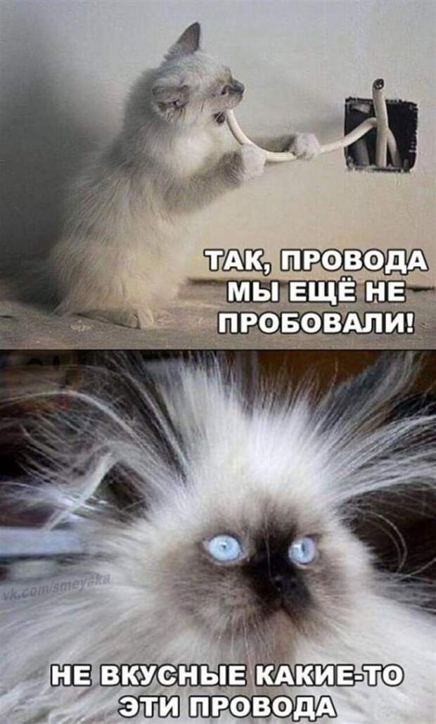 Фото забавных котов и котят со смешными подписями