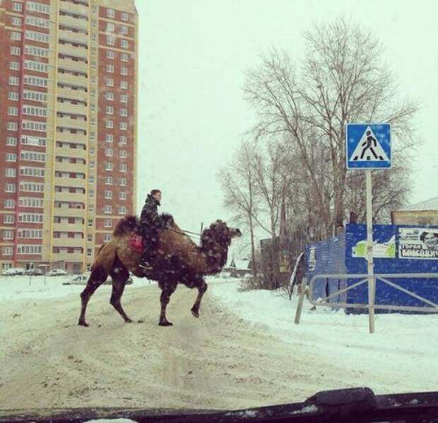 Смешные автоприколы (30 фото)