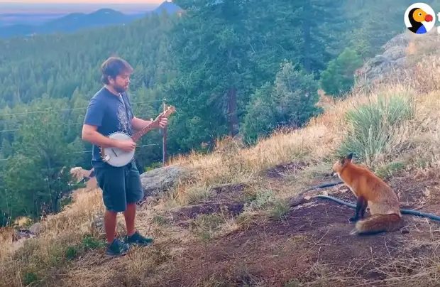 Видео: Дикая лиса приходит каждый день послушать, как мужчина играет на банджо