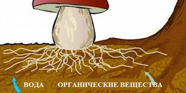 Как и где самому вырастить грибы: советы начинающим Как и где самому вырастить грибы: советы начинающим