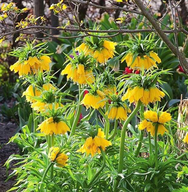 Рябчик императорский (Fritillaria imperialis) &amp;amp;lsquo;Lutea Maxima&amp;amp;rsquo; радует глаз букетами желтых колокольчиков, собранными на мощном цветоносе.