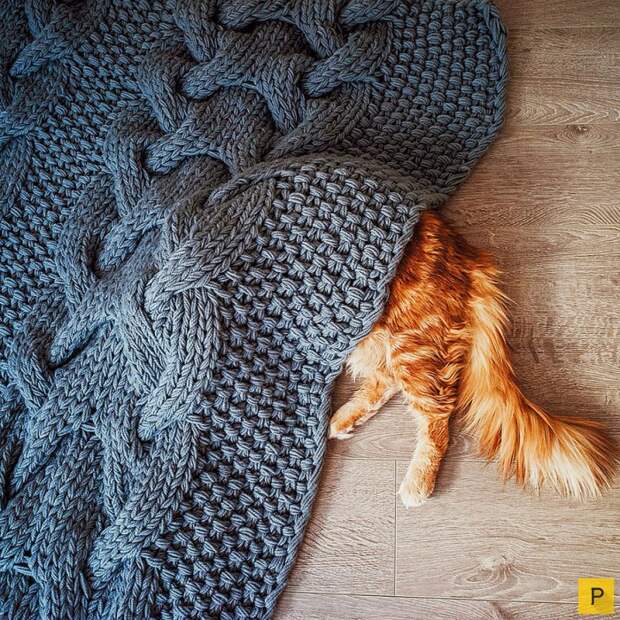 Роскошный рыжий кот по имени Котлета (27 фото) Роскошный рыжий кот по имени Котлета (27 фото)