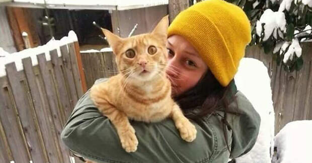 Котэ в шоке Котэ в шоке домашние питомцы, забавные животные, кошки забавное, кошки и собаки, морды, реакция, смешные животные, собаки и кошки
