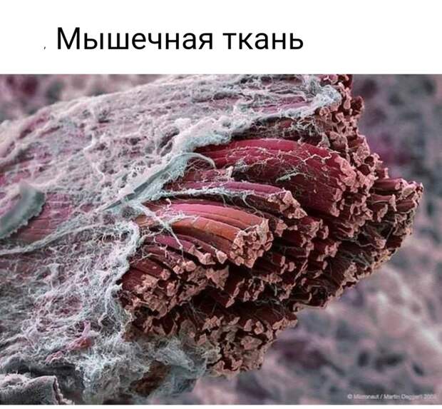 Невероятные фотографии под микроскопом Микроскоп, Макросъемка, Интересное, Длиннопост