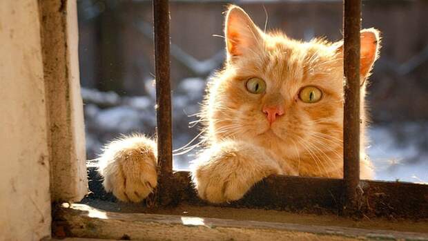 Коты, смотрящие в окно коты, окно, фотографии